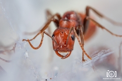 Polyergus longicornis