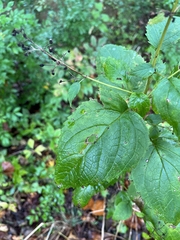 Scrophularia marilandica