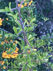 Pyracantha fortuneana