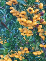 Pyracantha fortuneana