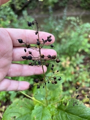 Scrophularia marilandica