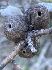 Burnettweldia washingtonensis