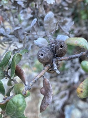 Burnettweldia washingtonensis