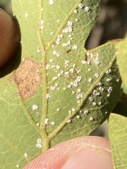 Aleuroplatus coronata