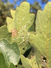 Aleuroplatus coronata