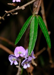 Glycine clandestina
