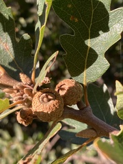 Quercus × eplingii