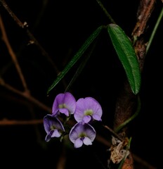 Glycine clandestina