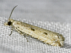 Bactra verutana