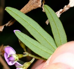 Glycine clandestina