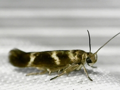 Scythris trivinctella