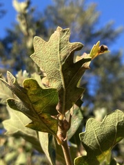 Quercus × eplingii