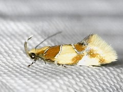Epicallima argenticinctella