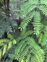 Leucaena leucocephala