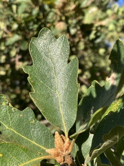Quercus × eplingii