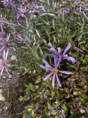 Eucephalus engelmannii