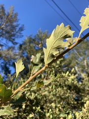 Quercus × eplingii