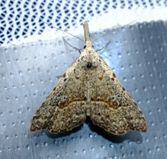 Trigonistis asthenopa
