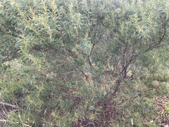 Acacia rubida