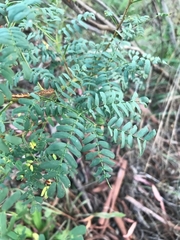 Acacia rubida