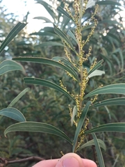 Acacia rubida