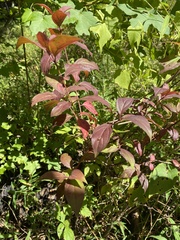 Cornus foemina
