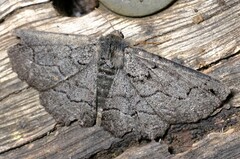 Melanodes anthracitaria