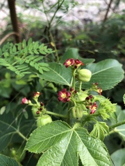 Jatropha gossypiifolia