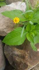 Acmella oppositifolia