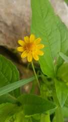 Acmella oppositifolia