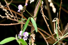 Glycine clandestina