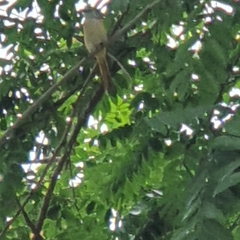 Pericrocotus cinnamomeus