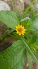 Acmella oppositifolia