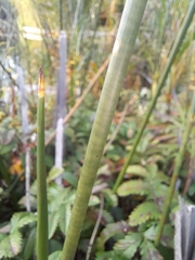 Schoenoplectus acutus