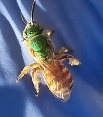 Agapostemon melliventris