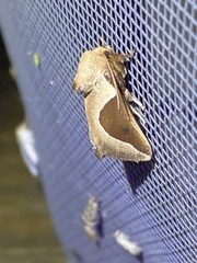 Prolimacodes badia