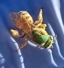Agapostemon melliventris