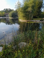 Schoenoplectus acutus