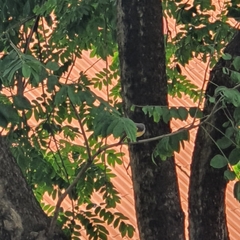 Pericrocotus cinnamomeus