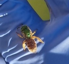 Agapostemon melliventris