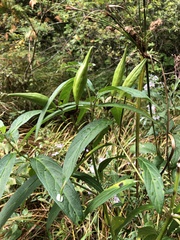 Asclepias incarnata