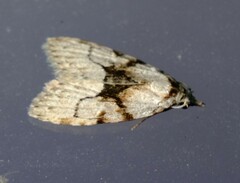 Nola delograpta