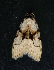 Nola delograpta