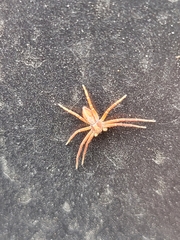Philodromus rufus pacificus