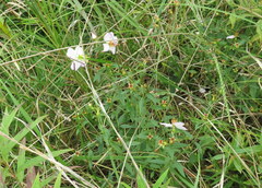 Rhexia mariana interior