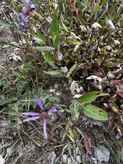 Eucephalus engelmannii