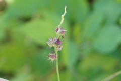 Cenchrus echinatus