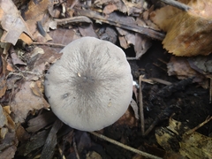 Cantharellula umbonata