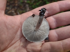 Cantharellula umbonata