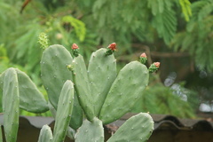Opuntia cochenillifera